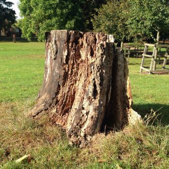 tree stump